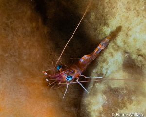 Hinged-beak shrimp from a night dive by Elaine Wallace 